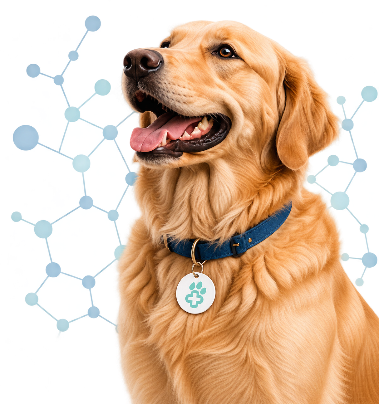 DogPeptides canine peptide articles, guides and education